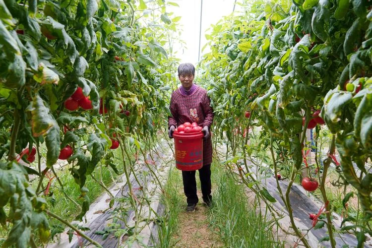 梦到摘西红柿什么预兆-梦见摘西红柿的寓意