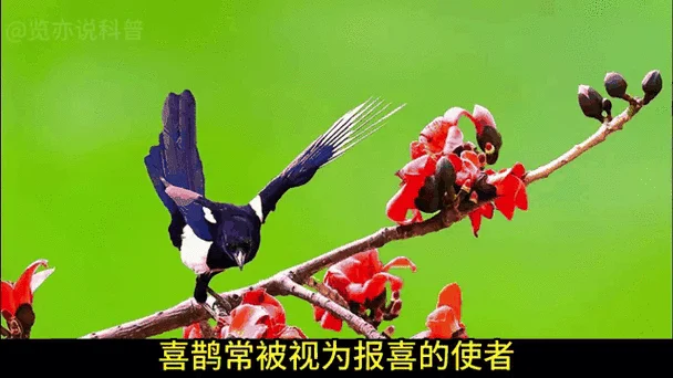 梦到喜鹊叫什么预兆_1