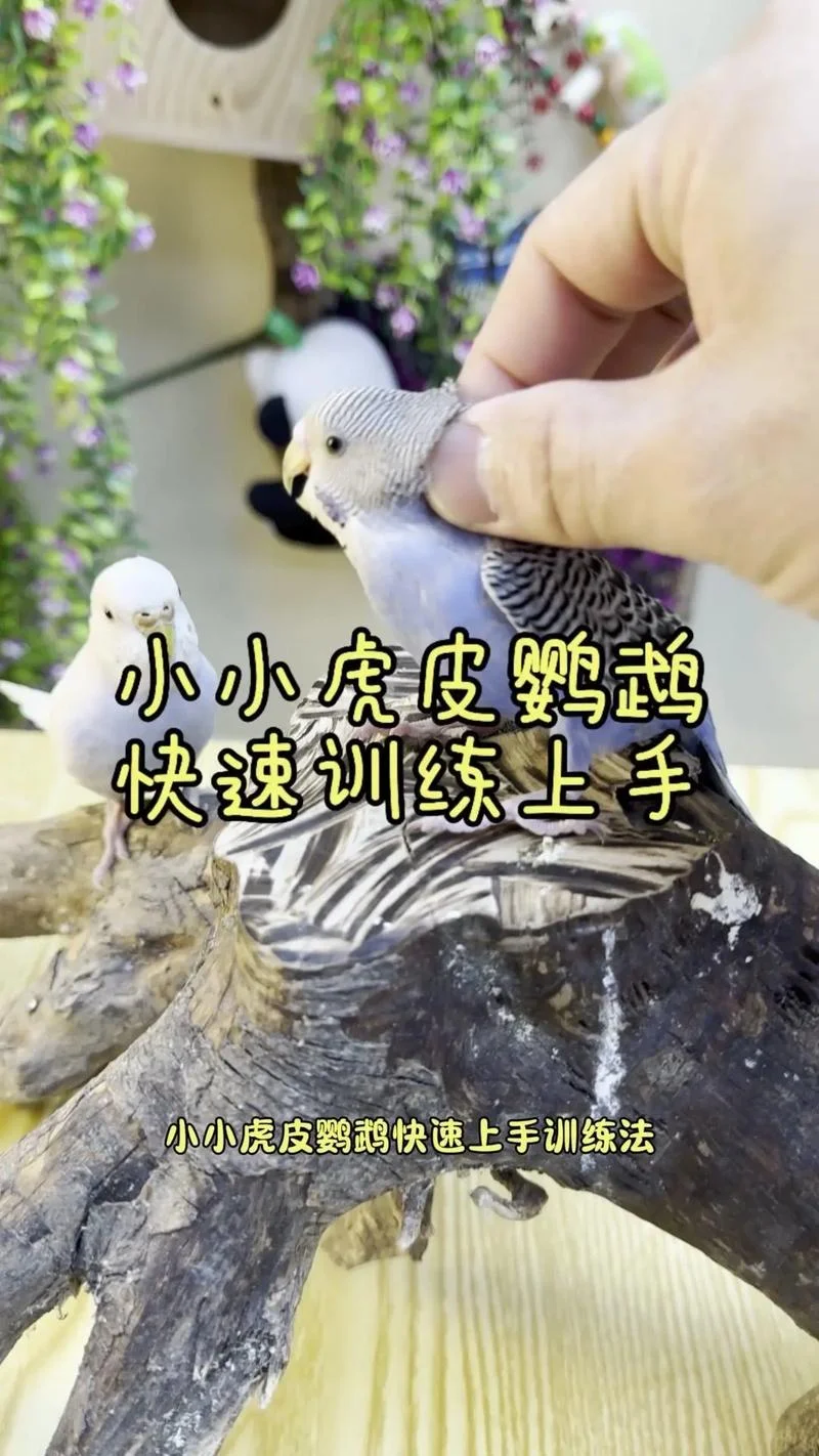 驯服宠物任务怎么做-驯服宠物任务攻略