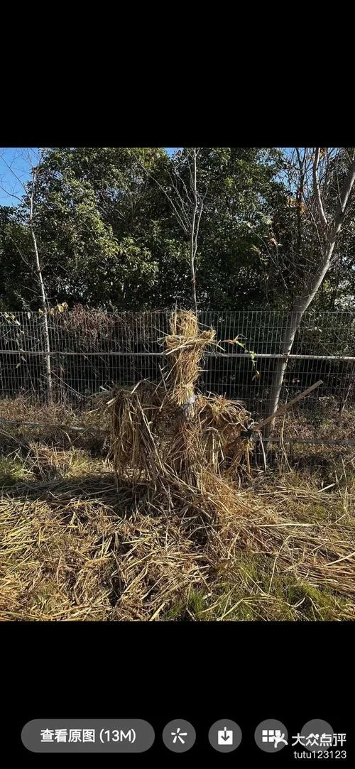 稻草人之恋的结局-稻草人恋结局
