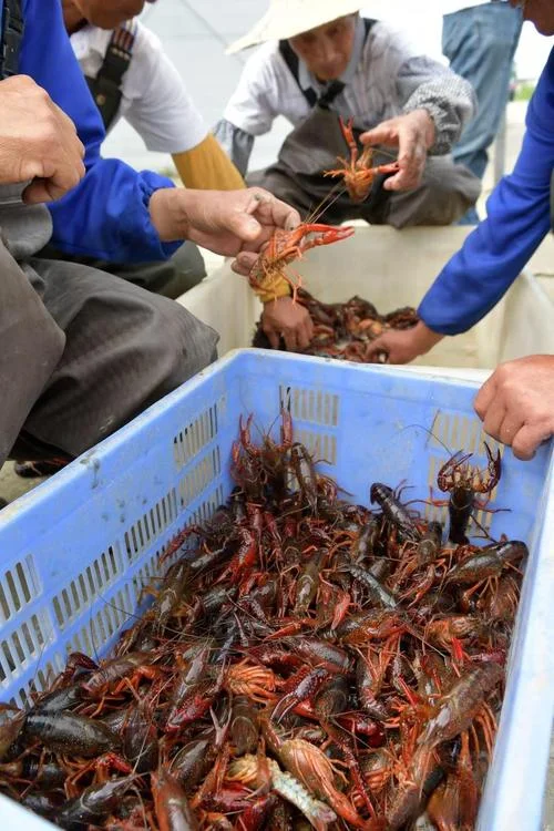 养50亩龙虾赚多少钱_2