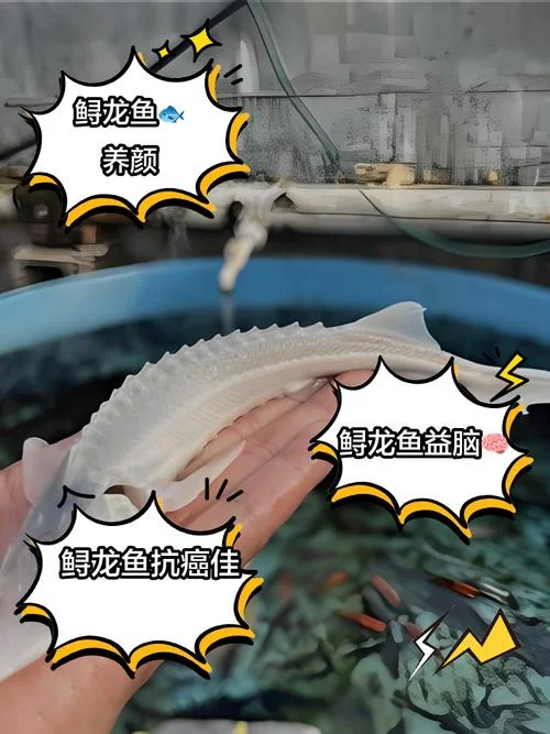 龙鱼吃食不猛怎么办-龙鱼食量不足调理法