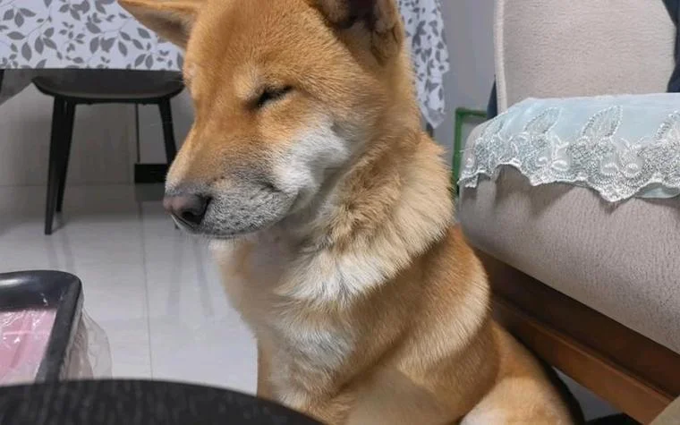 梦见好多宠物狗很听话_2