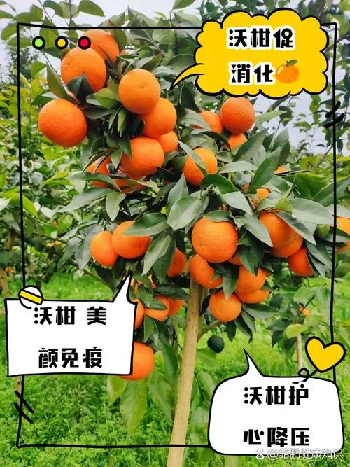 100亩沃柑三年成本多少_2