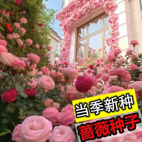 月季花种子几月种_1
