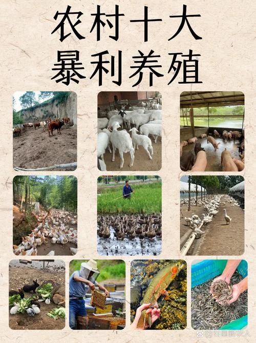 求购农村致富小项目农村致富小项目_2
