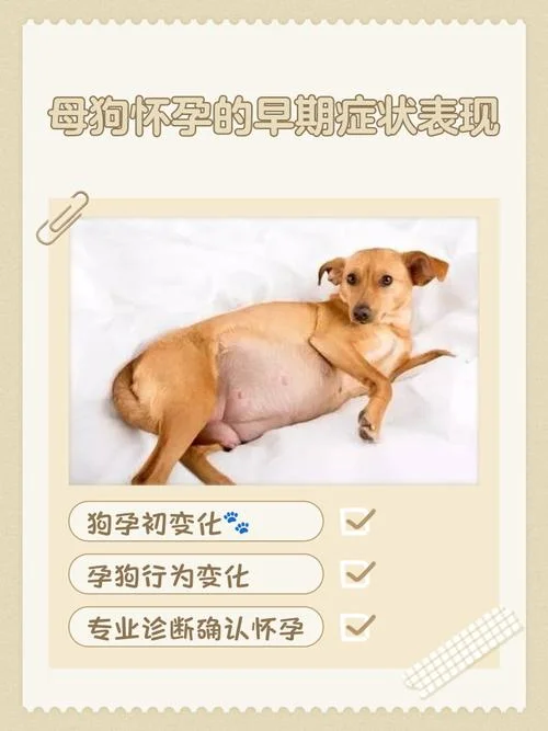 狗狗多大就闭经了_2