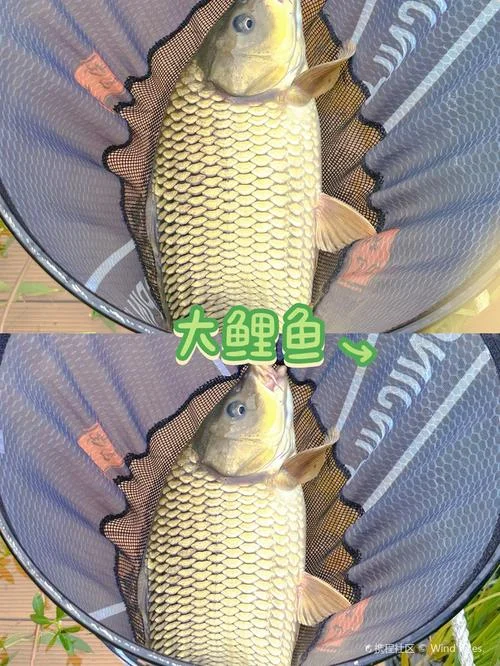 ci鱼的ci怎么写_1
