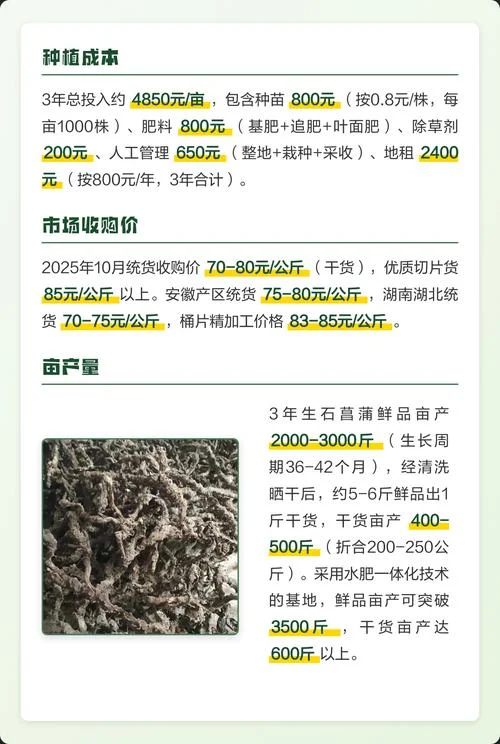 石菖蒲种植三年亩产多少斤_2