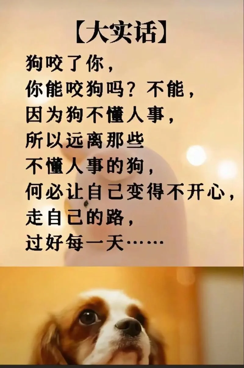 咬人的狗不叫下一句_2