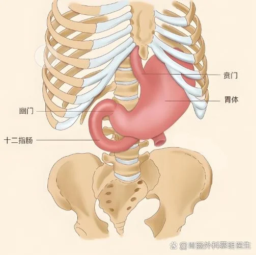 胃的上口叫什么-胃上口医学名称