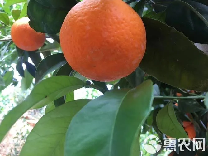 100亩沃柑三年成本多少-100 亩沃柑三年成本