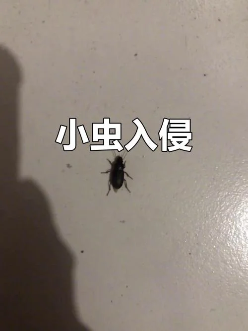 梦见很多小虫子在房间-梦到屋内爬满小虫