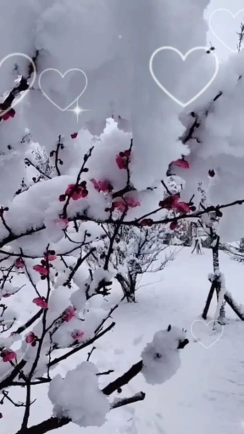 梦见桃花开还在下雪_1