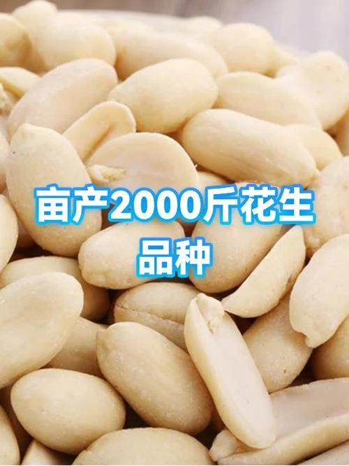 花生一般一亩产多少斤_2