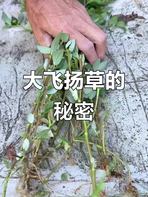 飞扬草别名叫什么_2