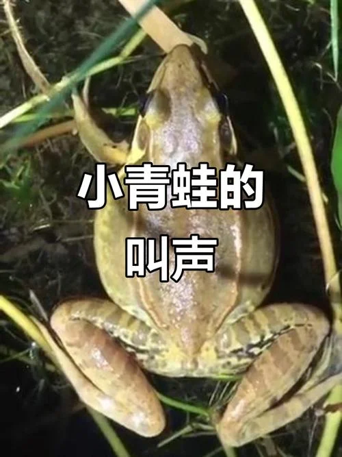 青蛙叫下一句_2