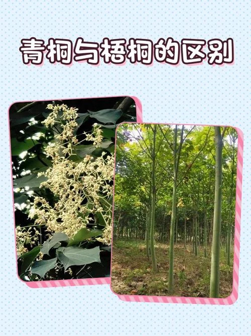 桐木是属于什么木种_1