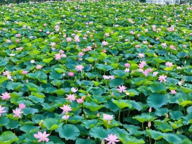 荷花荡多少亩_1