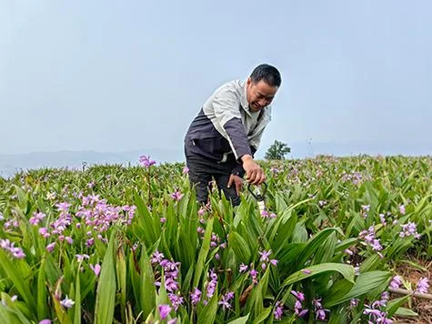 种白芨一亩地赚多少钱_1