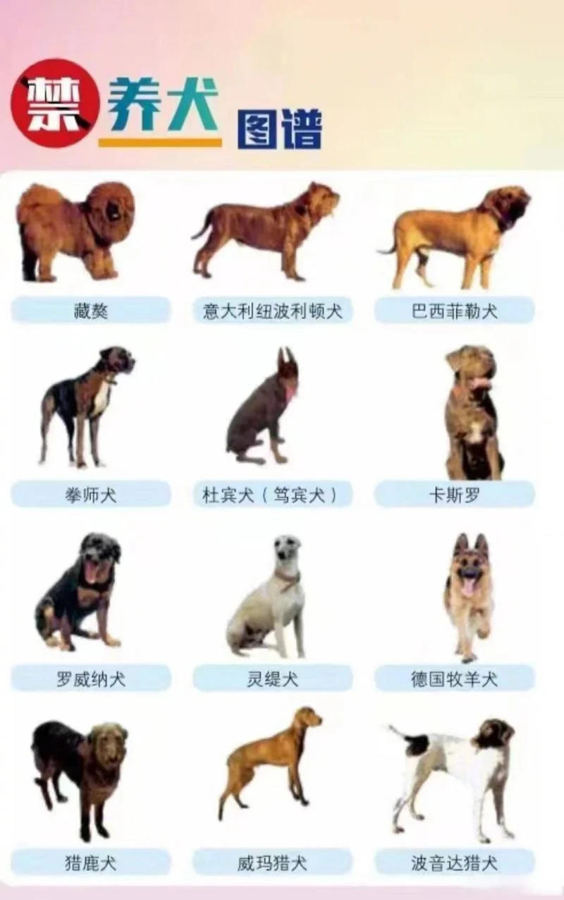 沈阳起名字大概多少钱_1