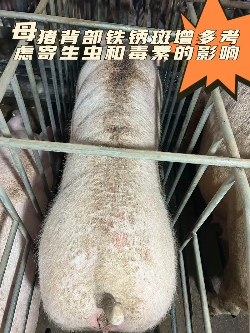 蝴蝶猪黑历史-蝴蝶猪黑历史