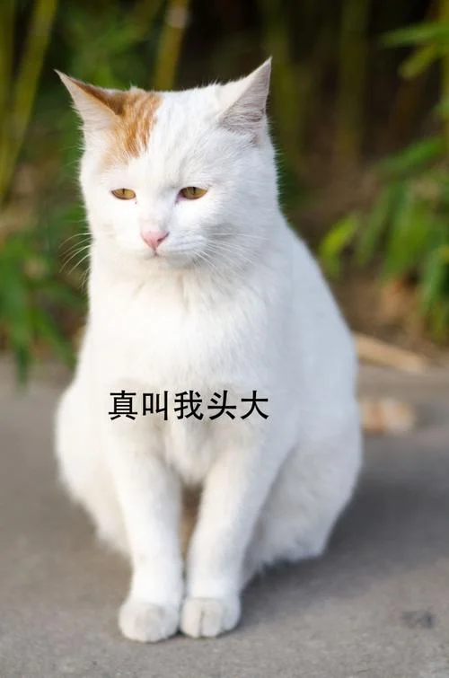 猫馆长讲历史视频开始_1