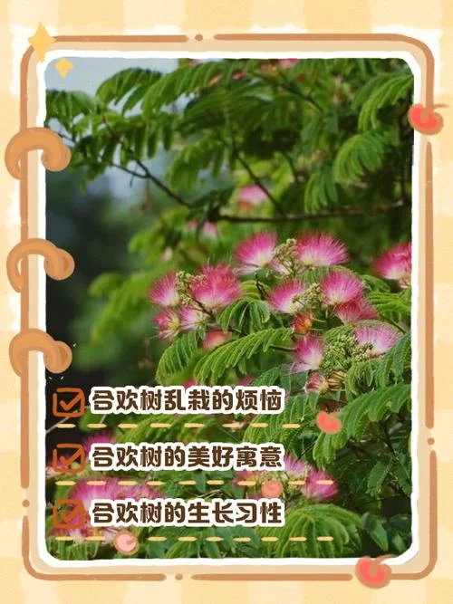 合欢树作者简介_1