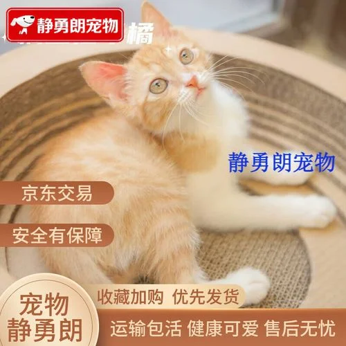 半白半橘的猫叫什么_2