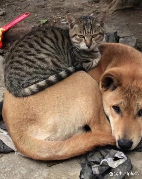 梦见家里养了好多猫狗_1