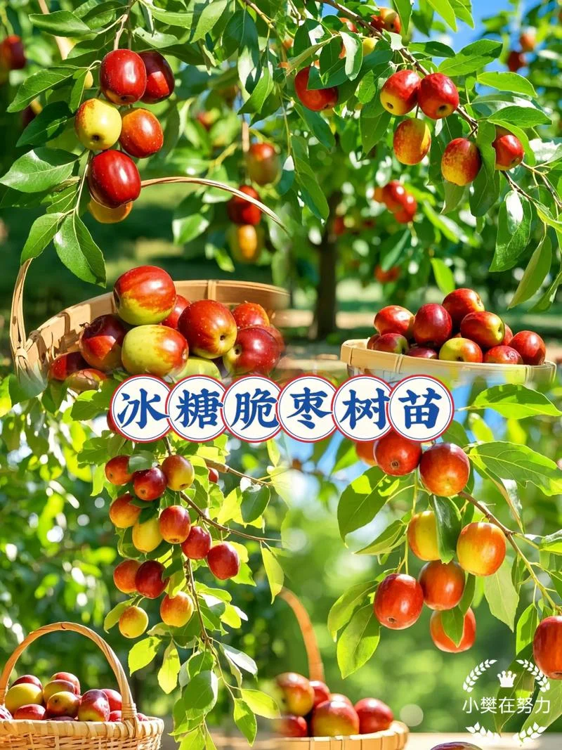枣树苗一亩投资多少钱-枣树一亩投资成本