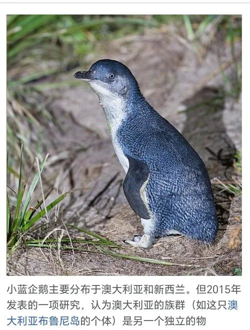 会飞的企鹅叫什么_2