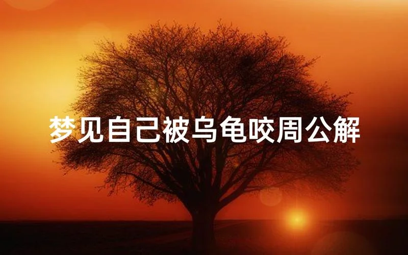 梦见乌龟咬我手指_2