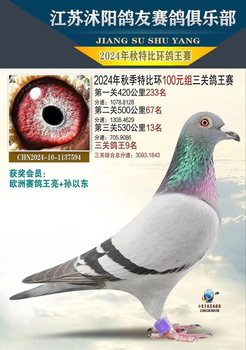 免费查询鸽子全部成绩_1