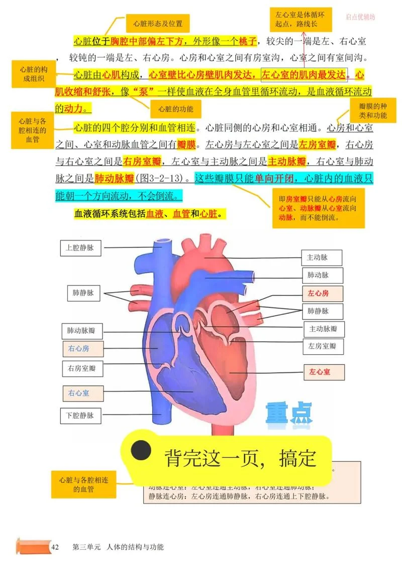 心脏的学名叫什么_2