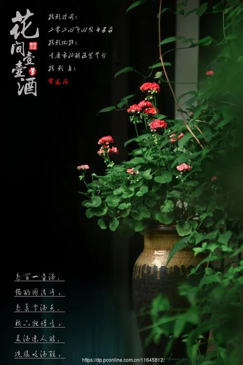 花间一壶酒下一句_1