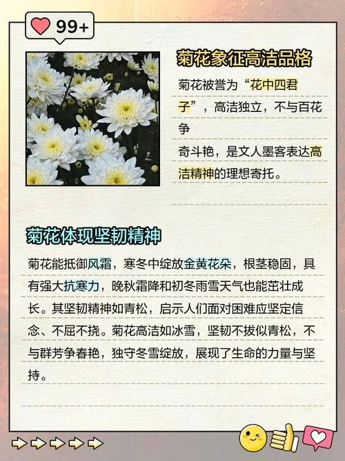 有关菊花的说明文-菊花说明文