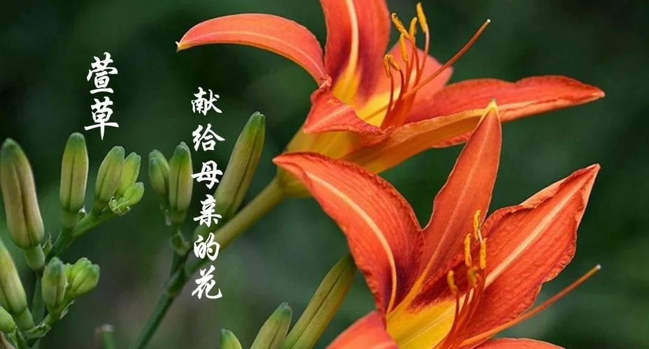 萱草花有什么特殊含义_1