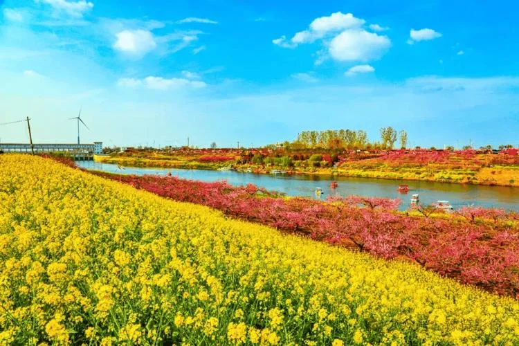 郑州油菜花几月开-郑州油菜花花期