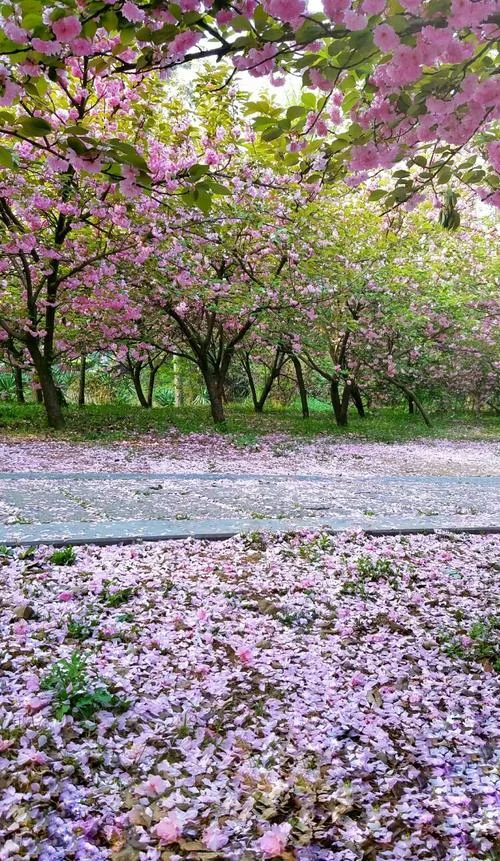 花满天下出自_1