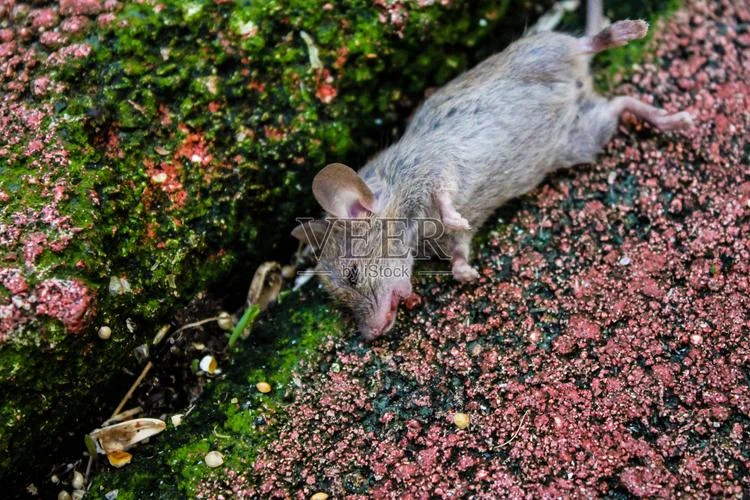 梦见死老鼠吓哭_1