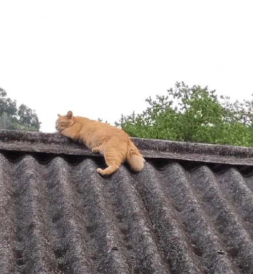 屋顶上的猫大人感悟_1