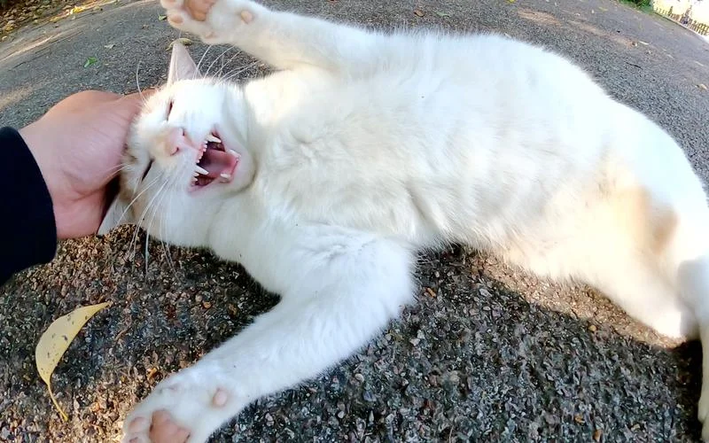 梦见猫说话攻击我_2