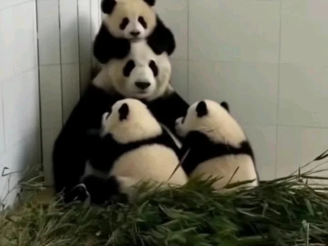 熊猫三胞胎爸爸叫什么_2