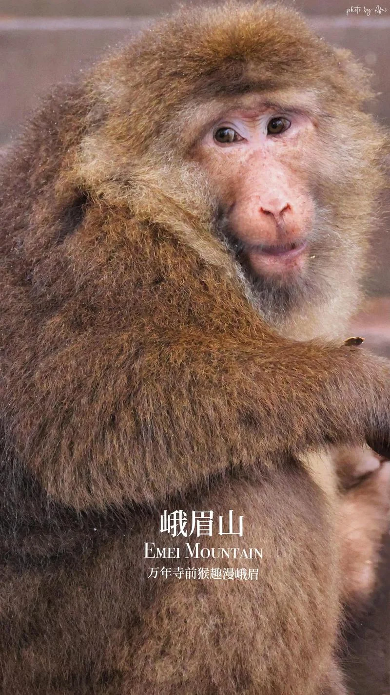 峨眉山景点讲解1000字_1