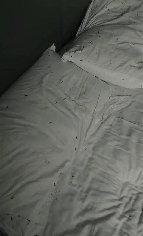 梦见晒被子有虫子_2
