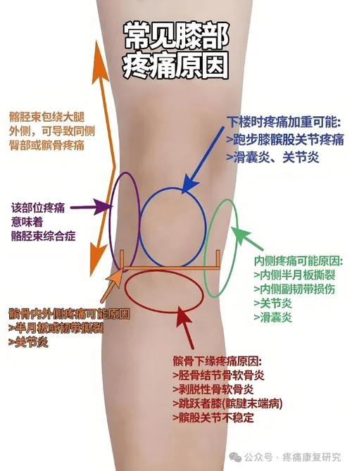 膝盖反面叫什么_1