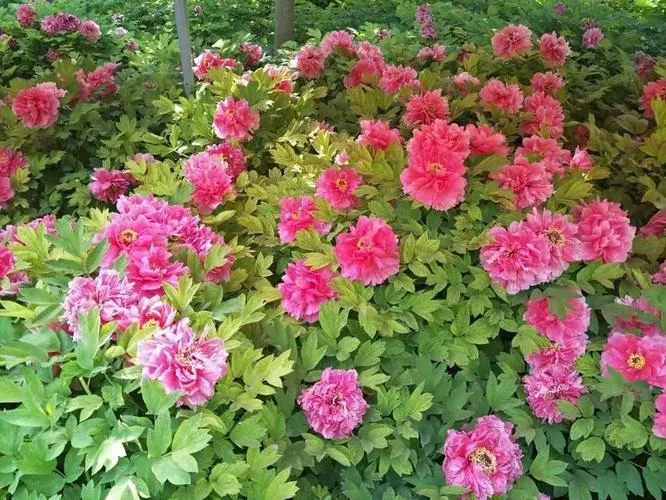 菏泽到少林寺多少公里_2