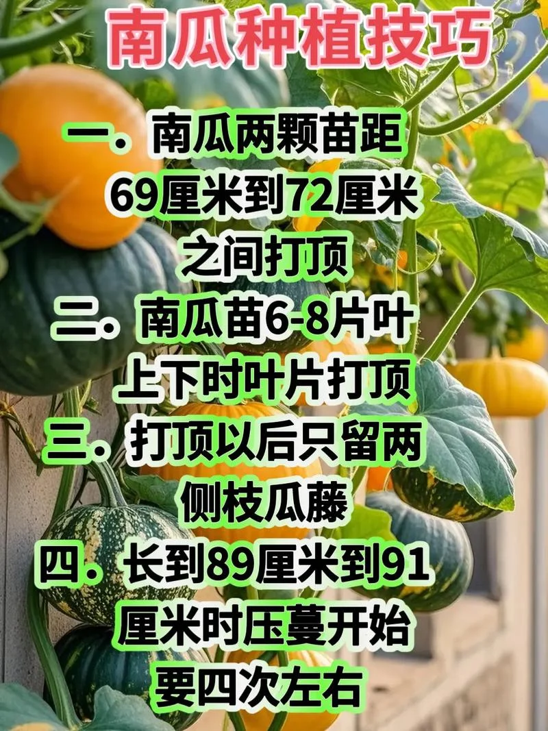 南瓜种植时间及要求_2