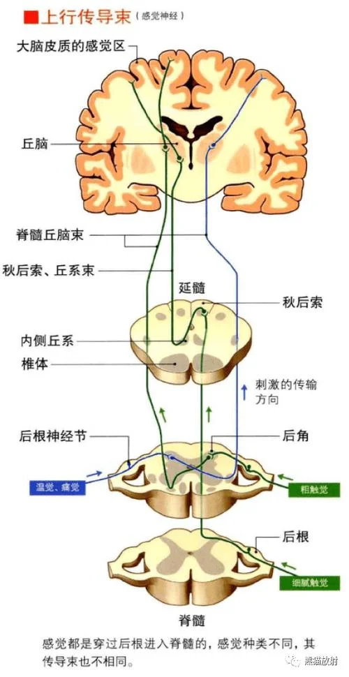 内分泌如何查-内分泌指标如何查